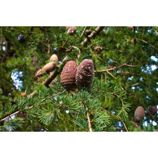 Odorizant Auto Lichid Wunder-Baum Hero, Mosc si Cedru, Odorizant Auto Mosc, Odorizant Auto Cedru, Odorizante Auto Mosc si Cedru, Odorizant Masina, Odorizante Masini, Parfum pentru Masina, Parfumuri pentru Masini