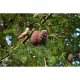 Odorizant Auto Lichid Wunder-Baum Hero, Mosc si Cedru, Odorizant Auto Mosc, Odorizant Auto Cedru, Odorizante Auto Mosc si Cedru, Odorizant Masina, Odorizante Masini, Parfum pentru Masina, Parfumuri pentru Masini