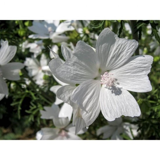 Odorizant Auto Lichid Wunder-Baum Hero, Mosc si Cedru, Odorizant Auto Mosc, Odorizant Auto Cedru, Odorizante Auto Mosc si Cedru, Odorizant Masina, Odorizante Masini, Parfum pentru Masina, Parfumuri pentru Masini