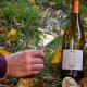 Vin Alb Sec, Recas Sole Barrique, Chardonnay, 0.75 L, Vin Alb Sec, Recas Sole Barrique Chardonnay, Bauturi Alcoolice, Vin Alb Recas Sole Barrique, Vin Alb Alcool 13.5%