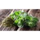 Oregano Uscat AROMA Spice, 10 Plicuri x 10 g, Frunze de Oregano, Oregano Condiment, Frunze de Oregano Uscat pentru Mancaruri, Oregano Uscat pentru Gatit, Frunze de Oregano Uscat Aroma Spice, Oregano pentru Gatit, Frunze Uscate de Oregano