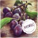 Gem de Prune Raureni, 370 g, Gem Prune, Gem din Prune, Gem Raureni, Gem Raureni de Prune, Prune Gem, Borcan de Gem Prune, Borcan Gem de Prune