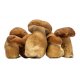 Sos Funghi Panzani, 425 g, Sos cu Ciuperci pentru Paste, Sos Paste Bolognese, Sos Vegetarian pentru Paste, Sos Paste cu Ciuperci de Padure, Sos Spaghete, Sos cu Ciuperci pentru Spaghete, Sos Vegetarian pentru Spaghete, Sosuri Panzani, Sosuri pentru Paste