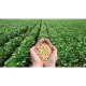 Soia Boabe AROMA Spice, 1 Kg, Boabe de Soia, Boabe de Soia pentru Gatit, Soia Boabe pentru Mancaruri, Boabe de Soia Aroma Spice, Soia Granulata, Boabe de Soia Uscate, Boabe Uscate de Soia, Boabe de Soia Deshidratete, Soia Boabe pentru Gatit