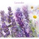 AIR WICK Odorizant Gel, 150 g, Parfum de Lavanda, Odorizant de Camera, Odorizant Gel Parfumat, Odorizant Gel de Camera, Gel Odorizant cu Lavanda, Gel Odorizant Air Wick, Odorizant pentru Camera AIR WICK