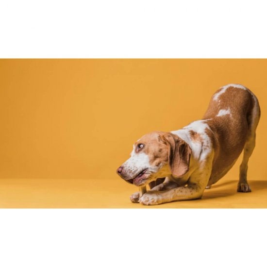 Sticks pentru Caini de Talie Medie, Pedigree, DentaStix Daily Fresh, 180 g, 7 buc, DentaStix pentru Caini Talie Medie, Pedigree DentaStix Gustare, Sticks Pedigree Caini, Recompense Pedigree Caini