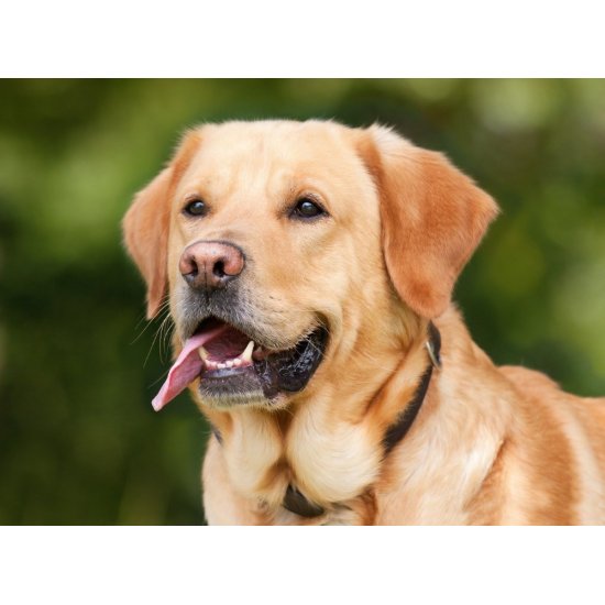 Sticks pentru Caini de Talie Mica, Pedigree, Dentastix Daily Fresh, 110 g, 7 buc, Sticksuri Pedigree Caini Talie Mica, Pedigree DentaStix Caine Talie Mica, Recompense Zilnice Caini