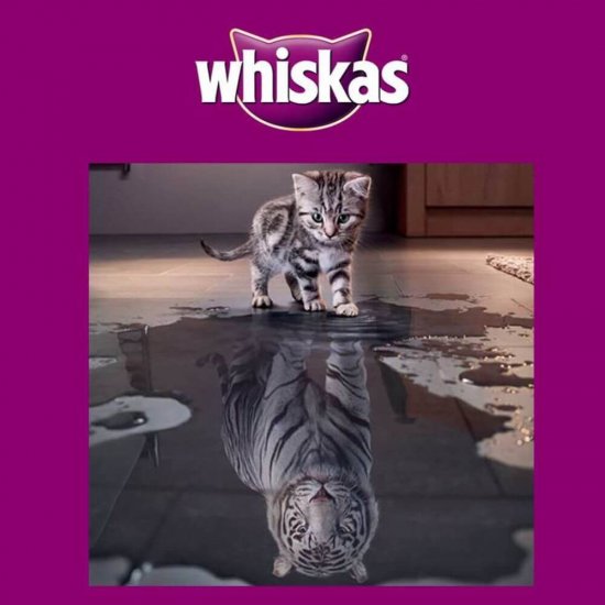 Hrana Uscata cu Pui pentru Pisici WHISKAS Junior, 800 g, Granule pentru Pisici Junior, Bobite pentru Pisici Junior, Hrana Puii de Pisici, Whiskas Crochete, Mancare Pisici Junior, Whiskas Junior Pisici,  Whiskas Hrana Uscata pentru Pisici Gestante