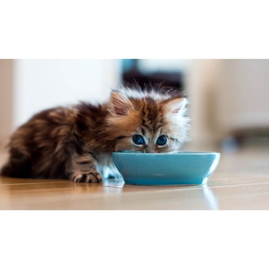 Plic Hrana Umeda pentru Pui de Pisici WHISKAS Junior, Carne de Pasare, 100 g, Hrana Pisici, Hrana Umeda Pui de Pisici, Hrana pentru Pui de Pisici, Hrana Umeda de Pasare, Hrana pentru Pui de Pisici Whiskas, Plic Hrana cu Pasare pentru Pui de Pisici