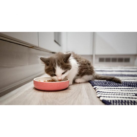 Plic Hrana Umeda pentru Pui de Pisici WHISKAS Junior, Carne de Pasare, 100 g, Hrana Pisici, Hrana Umeda Pui de Pisici, Hrana pentru Pui de Pisici, Hrana Umeda de Pasare, Hrana pentru Pui de Pisici Whiskas, Plic Hrana cu Pasare pentru Pui de Pisici