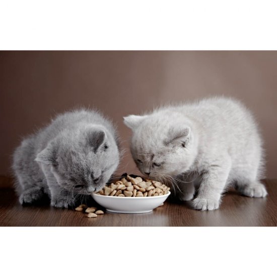 Hrana Uscata pentru Pisici PERFECT FIT Junior, Pui, 750g, Hrana pentru Pisici cu Pui, Hrana cu Pui pentru Pisici, Mancare Uscata pentru Pui de Pisici, Mancare cu Pui pentru Pui de Feline, Mancare Uscata cu Pui pentru Pisici, Sac Hrana Uscata Pui de Pisica