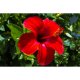Lotiune de Corp, 400 ml, Dove Nourishing Secrets Nurturing Ritual, Lotiune de Corp pentru Toate Tipurile de Piele, Lotiune de Corp Dove, Lotiune de Corp Dove Nourishing Secrets Nurturing Ritual Cacao Butter and Hibiscus Flower, Lotiuni de Corp Dove