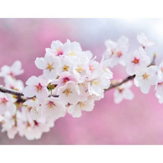 Deodorant Roll On Femei, 48h, 50 ml, Dove Nourishing Secrets Matcha Green Tea and Sakura Blossom, Deodorant Anti-Perspirant Roll On Dove, Deodorant Roll On Dove Nourishing Secrets Matcha Green Tea and Sakura Blossom