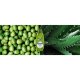 Sampon SCHAUMA Nature Moments, 400 ml, Pentru Par Foarte Deteriorat, Cu Extract de Ulei de Masline si Aloe Vera, Sampon Vegan, Par Sanatos si Stralucitor, Sampon Spalare Par, Sampon Fortifiere, Sampoane pentru Par, Sampon Ingrijire Scalp