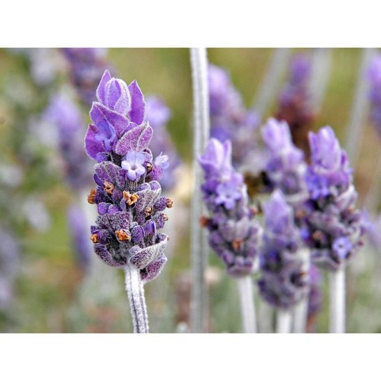 Odorizant de Toaleta Peak WC Apa Violet, 55 g, Parfum de Lavanda, Odorizant pentru Toaleta, Odorizant de Toaleta, Odorizant Toaleta, Odorizante Toaleta, Odorizante Solide de Toaleta, Odorizant Solid Toaleta, Odorizant WC, Odorizante WC