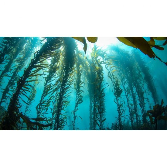 Sapun Lichid Elmiplant Aqua Breeze, 500 ml, cu Alge si Minerale Marine, Sapunuri Lichide, Sapun Maini, Sapun de Maini, Sapun Elmiplant, Sapunuri Elmiplant, Sapun cu Alge, Sapun cu Minerale Marine, Sapun Crema, Sapun Pompita