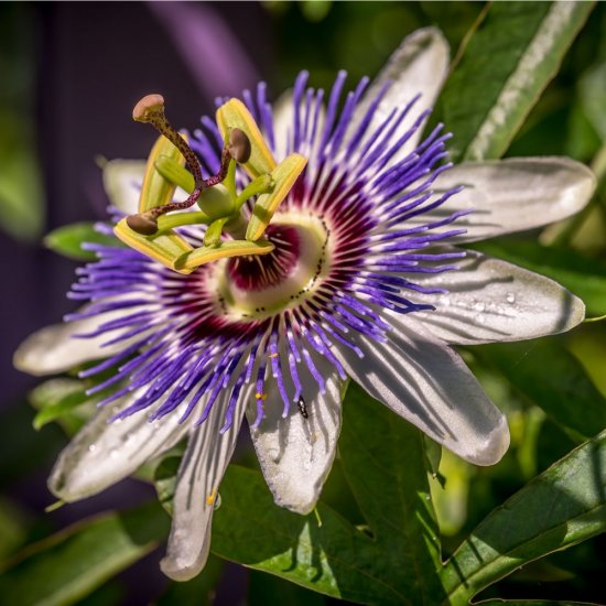 Sapun Lichid Elmiplant, 500 ml, cu Floarea Pasiunii si Struguri, Sapunuri Lichide, Sapun Maini, Sapun de Maini, Sapun Elmiplant, Sapunuri Elmiplant, Sapun cu Struguri, Sapun cu Floarea Pasiunii, Sapun Crema, Sapun Pompita