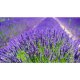Odorizant de Camera Air Wick, Levantica, 240 ml, Air Wick Spray, Spray tip Aerosol, Odorizant Camera, Odorizant Camera cu Lavanda, Spray Odorizant Camera, Odorizant Aerosol Air Wick, Dezodorizant Camera Air Wick