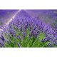 Insecticid Aroxol Hanger, Lavanda, 2 Buc, Importiva Moliilor, Insecticid Impotriva Moliilor, Insecticid Anti Molii, Hanger Anti Molii cu Parfum de Lavanda, Hanger Anti Molii cu Lavanda, Agatatoare Anti Molii, Agatatoare Impotriva Moliilor