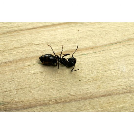 Insecticid Spuma Impotriva  Gandacilor si Furnicilor, Aroxol, 300 ml, Insecticide Spuma pentru Insecte, Spuma pentru Furnici, Spuma Insecticid pentru Furnici, Aroxol Spuma Furnici, Aroxol Spuma pentru Gandaci, Spuma pentru Gandaci