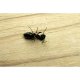 Insecticid Spuma Impotriva  Gandacilor si Furnicilor, Aroxol, 300 ml, Insecticide Spuma pentru Insecte, Spuma pentru Furnici, Spuma Insecticid pentru Furnici, Aroxol Spuma Furnici, Aroxol Spuma pentru Gandaci, Spuma pentru Gandaci
