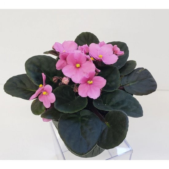 Sapun Lichid Camay Hypnotique, 300 ml, cu Violete, Sapunuri Lichide, Sapun Maini, Sapun de Maini, Sapun Camay, Sapunuri Camay, Sapun cu Violete, Sapun Crema, Sapun Pompita, Sapun cu Pompita