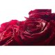 Sapun Lichid Camay Romantique, 300 ml, cu Trandafiri, Sapunuri Lichide, Sapun Maini, Sapun de Maini, Sapun Camay, Sapunuri Camay, Sapun cu Trandafiri, Sapun Crema, Sapun Pompita, Sapun cu Pompita