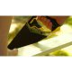 Fierastrau Model Aligator TOPEX, 500 mm, 1 buc, Fierastrau pentru Lemn, Fierastrau de Metal, Fierastrau cu Maner Ergonomic, Fierastrau cu Lama de Metal, Fierastrau cu Dinti, Fierastrau Semiprofesional, Fierastrau Aligator, Fierastraie Topex