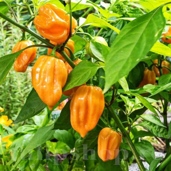 Ardei Iuti Melis Biberiya in Otet, 325 g