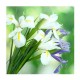 Servetele Lindy Iris, Dimensiune 33x33 cm, 3 Straturi, 20 Foi/Pachet