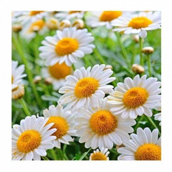 Servetele Lindy Margarete, Dimensiune 33x33 cm, 3 Straturi, 20 Foi/Pachet