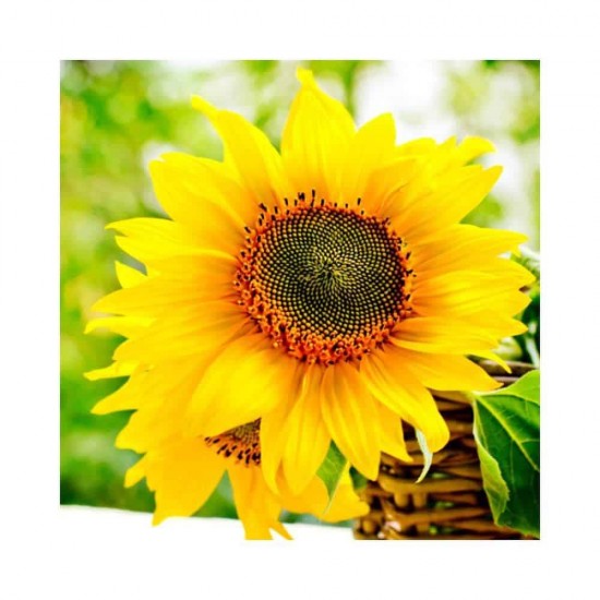 Servetele Lindy Floarea Soarelui, Dimensiune 33x33 cm, 3 Straturi, 20 Foi/Pachet