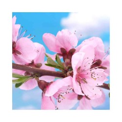 Servetele Lindy Floare de Cires, Dimensiune 33x33 cm, 3 Straturi, 20 Foi/Pachet