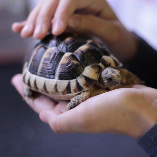 Hrana pentru Testoase Biozoo, 265 ml