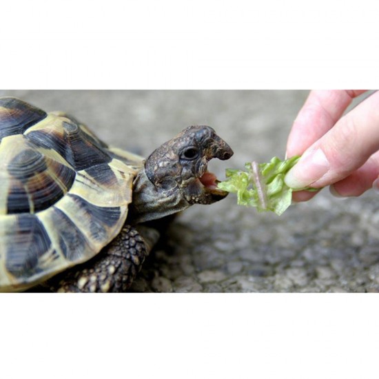 Hrana pentru Testoase Biozoo, 265 ml