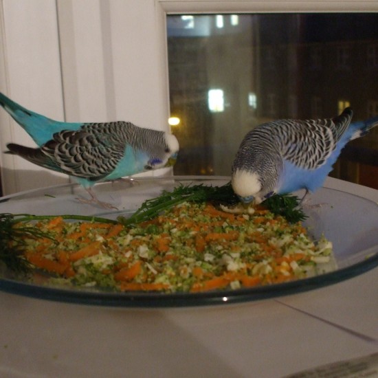 Hrana Completa Versele-Laga pentru Perusi Mari, Prestige Big Parakeets, 1 kg