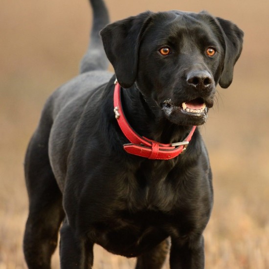 Zgarda pentru Caini din Pasla Rosie, 10x290 mm