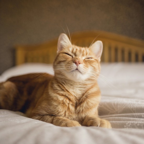 Hrana Umeda pentru Pisici Miau Miau Sterilized, 24 Buc/Pachet x 100 g