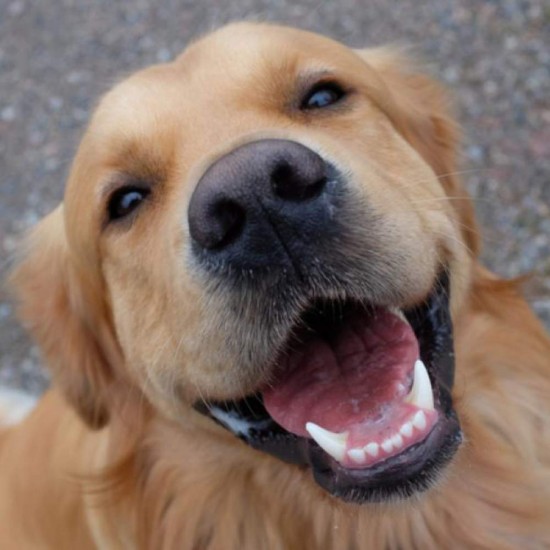 Pate Naturediet Feel Good cu Peste, 390 g