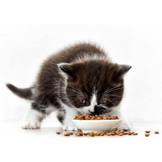 Hrana Uscata Farmina pentru Pisici Matisse Kitten, 1-12 Luni, 1,5 kg