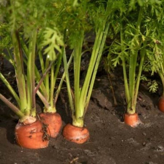 Innbio Ingrasamant Organic pentru Cultivarea Legumelor, 1 L