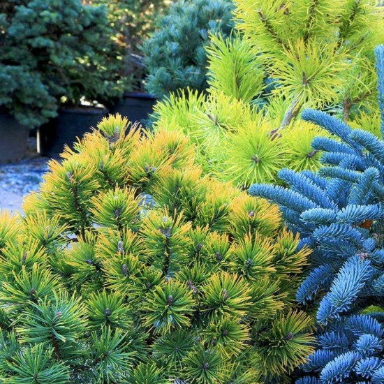 Innbio Ingrasamant Organic Granular pentru Conifere si Arbusti, 2.9 L