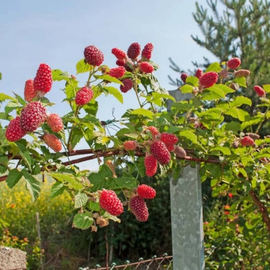 Innbio Ingrasamant Organic Granular pentru Pomi si Arbusti Fructiferi, 2.9 L