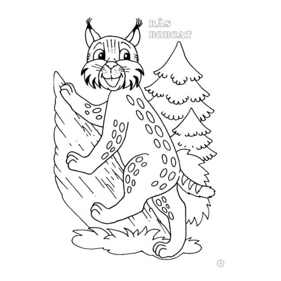 Desene Mari pentru Cei Mici, Animale Salbatice din Padure, Carte de Colorat B5