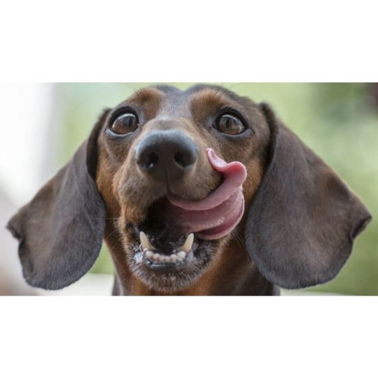 Conserva pentru Caini Eurodog, cu Pui, 415 g, Mancare pentru Caini Eurodog, Conserva Eurodog 415 g, Conserva Caini Eurodog, Mancare Caini Eurodog, Hrana Umeda pentru Caini, Hrana Umeda Caini, Mancare Umeda Caini, Conserve pentru Caini