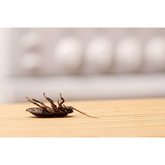 Insecticid pentru Insecte Zburatoare Misavan Flant 12, 5L, Insecticid Lichid, Insecticid Insecte, Insecticid Insecte Zburatoare, Insecticid Misavan, Insecticid Insecte Profesional, Insecticid Misavan Flant, Insecticid Profesional Misavan