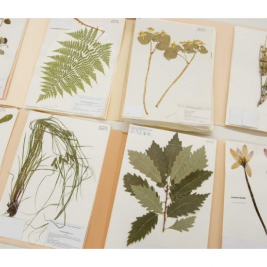 Ierbar Scolar Ecada, 30 Seturi, 70 g/mÂ², cu Snur, Ierbare Scoala, Ierbare Scolare, Ierbar pentru Scoala, Ierbar Ecada, Ierbar Plante, Ierbar pentru Frunze, Ierbar Plante Uscate, Mapa pentru Frunze Uscate, Caiet pentru Frunze Uscate, Caiet Ierbar