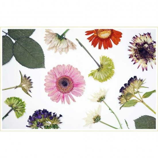 Ierbar Scolar Ecada, 30 Seturi, 70 g/mÂ², cu Snur, Ierbare Scoala, Ierbare Scolare, Ierbar pentru Scoala, Ierbar Ecada, Ierbar Plante, Ierbar pentru Frunze, Ierbar Plante Uscate, Mapa pentru Frunze Uscate, Caiet pentru Frunze Uscate, Caiet Ierbar