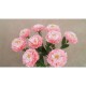 Hartie Creponata DACO, 50x200 cm, 10 Buc/Set, Roz, Hartie Creponata, Set Hartie Creponata, Rola Hartie Creponata Colorata, Role Hartie Creponata, Foi Hartie Creponata, Hartie Colorata Creponata, Rechizite Scolare, Papetarie