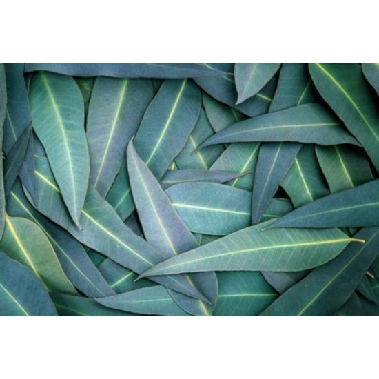 Bomboane Mentolate cu Lamaie Mieszko Eukalyptus, 150 g